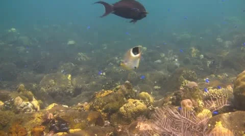 Small fish in the coral reef Stock Footage 10738043