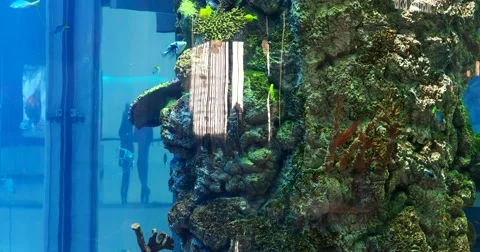 Small fish, coral reef, panoramic aquarium biodesign, shopping Mall, Stock Footage 68943982