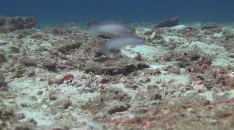 Small fish dancing Stock Footage 33791704