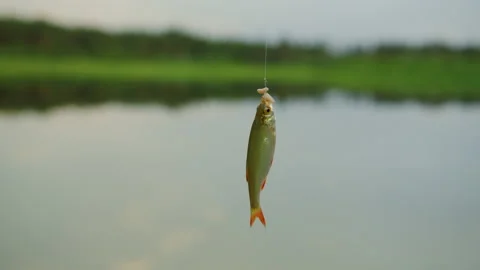 A small fish dangles on a fishing line against the background of the lake Stock Footage 237361945