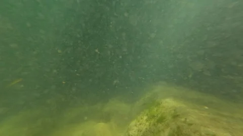Small fish dart across the muddy. Gradasnica River Canyon, Serbia 動画素材 342321366