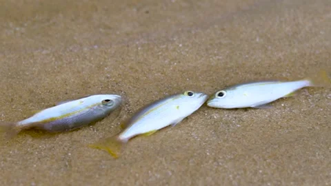 Small fish die due to tuba poisoning or Derris plants. environmental problems 動画素材 258720960
