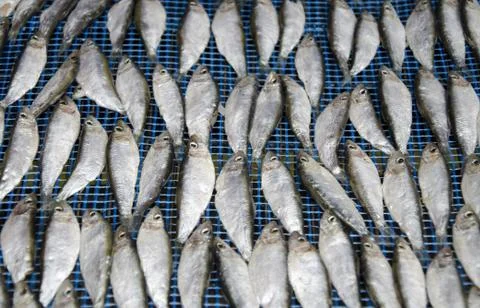 Small fish on display Stock Photos