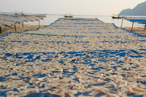 Small  fish drying Stock Photos