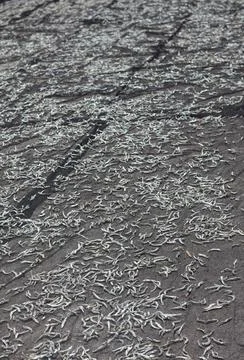 Small Fish Drying Under Sunlight on Traditional Net Фото