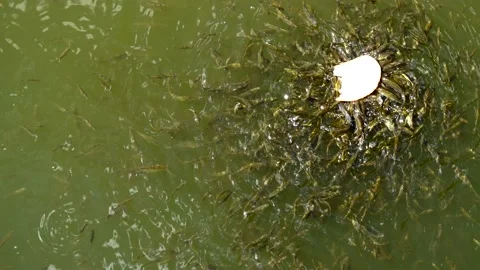 Small fish eat a piece of bread Stock Footage 96848468
