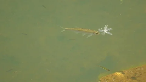 Small Fish Eating a Fluffy Seed Stock Footage 102832973