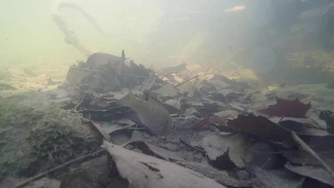 Small fish eating off muddy river bottom Stock Footage 79485962