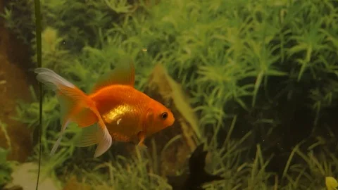 The small fish eats. 動画素材 117046687