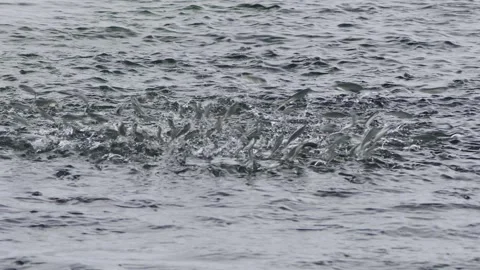 Small Fish Escaping From a Predator. Stock-Footage 304019700
