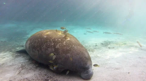 Small fish feed on the moss covering a sleeping manatee Stock Footage 62813866