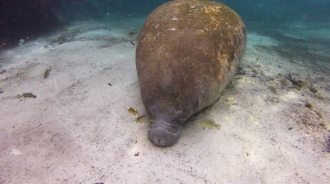 SMALL FISH FEED ON THE MOSS COVERING A MANATEE'S BODY Stock Footage 62841324