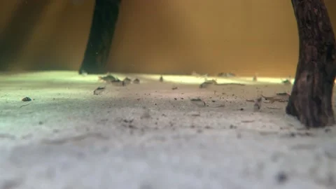 Small fish feed on the sea floor in the sand Stockbeeldmateriaal 239380988