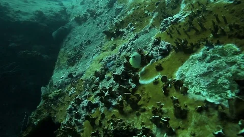 Small fish feeding on arificial shipwreck at he bottom of the Caribbean sea Cuba Video stock 77443443