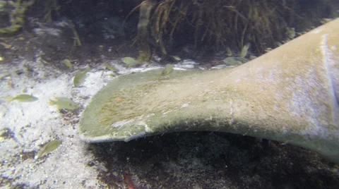Small fish feeding off a manatee's paddle tail Stock Footage 62841148