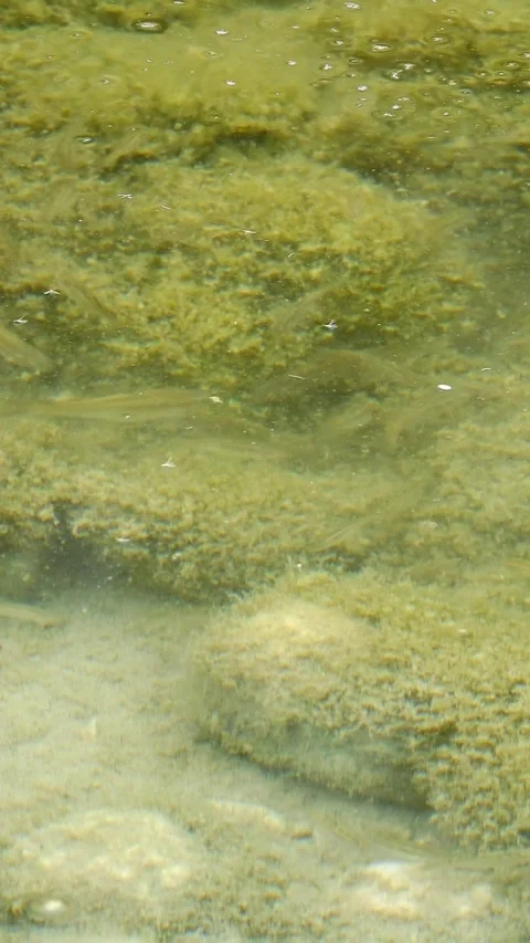 Small Fish Feeding In Water Among Moss Covered Stones - 4k Vertical Footage Видео 344740192