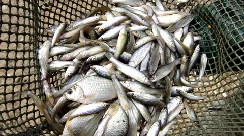 Small fish in a fishing net Stock Footage 43180685