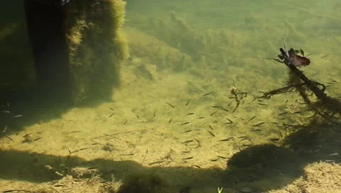 Small fish floating in muddy water Stock Footage 8913089