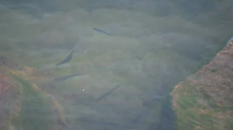 Small fish Stock Footage 475670