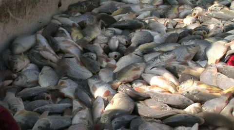 Small fish Video stock 665534