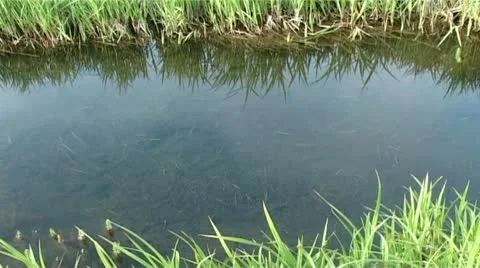 Small fish Stock Footage 9026985