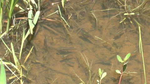 Small fish Video stock 23122715