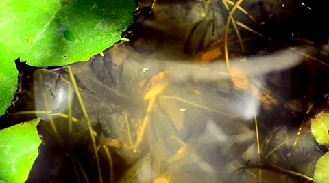 Small fish Stock Footage 36205186