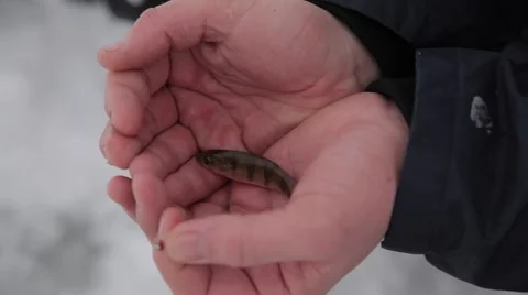 Small fish 動画素材 49226165