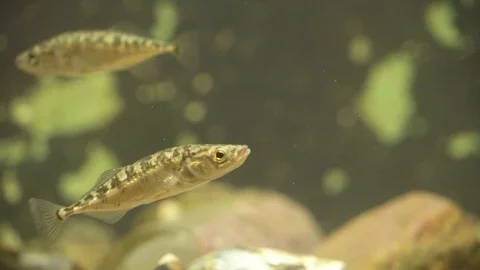 Small fish Stock Footage 99508152