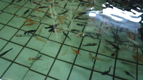 Small fish Stock Footage 154314273