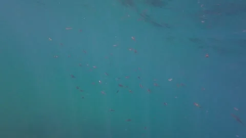 Small Fish Stock Footage 263520606