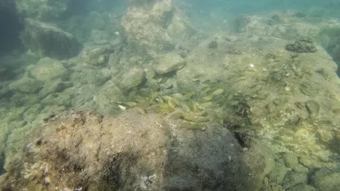 Small fish gathering around a large rock on the seabed, creating a vibrant Video stock 343157270