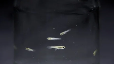 Small Fish in a Glas Видео 72753420