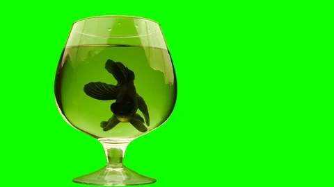 The small fish got. Video stock 116793923