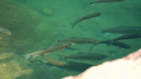 Small fish of grey colour swims in turquoise stream water Stock Footage 143340682
