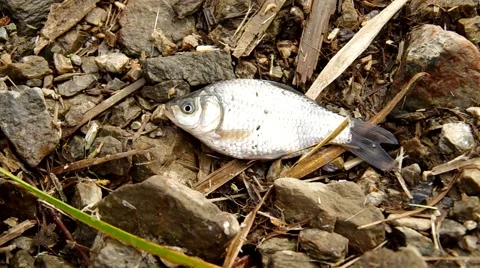 Small fish on the ground Stock Footage 43181601