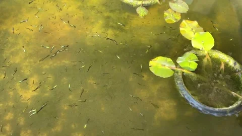Small fish group swimming around lotus pot in pond Stock Footage 312856205