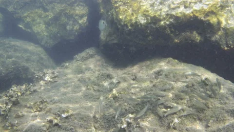 Small fish group swimming over an underwater rocky seabed covered in algae and Stock Footage 343228706