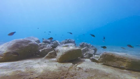 Small Fish Group on Underwater Rocks Sea Floor Stock Footage 93584010