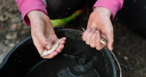 Small fish in the hands of a child Stock Footage 132351285
