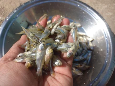 Small fish in the hand,small fish image Stock Photos