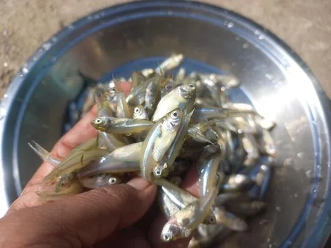 Small fish in the hand,small fish image Stock Photos