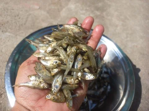 Small fish in the hand,small fish image Stock Photos