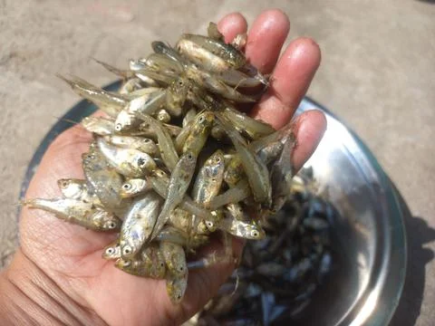Small fish in the hand,small fish image Stock Photos