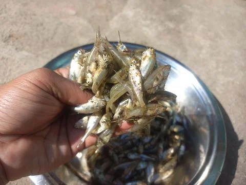 Small fish in the hand,small fish image Stock Photos