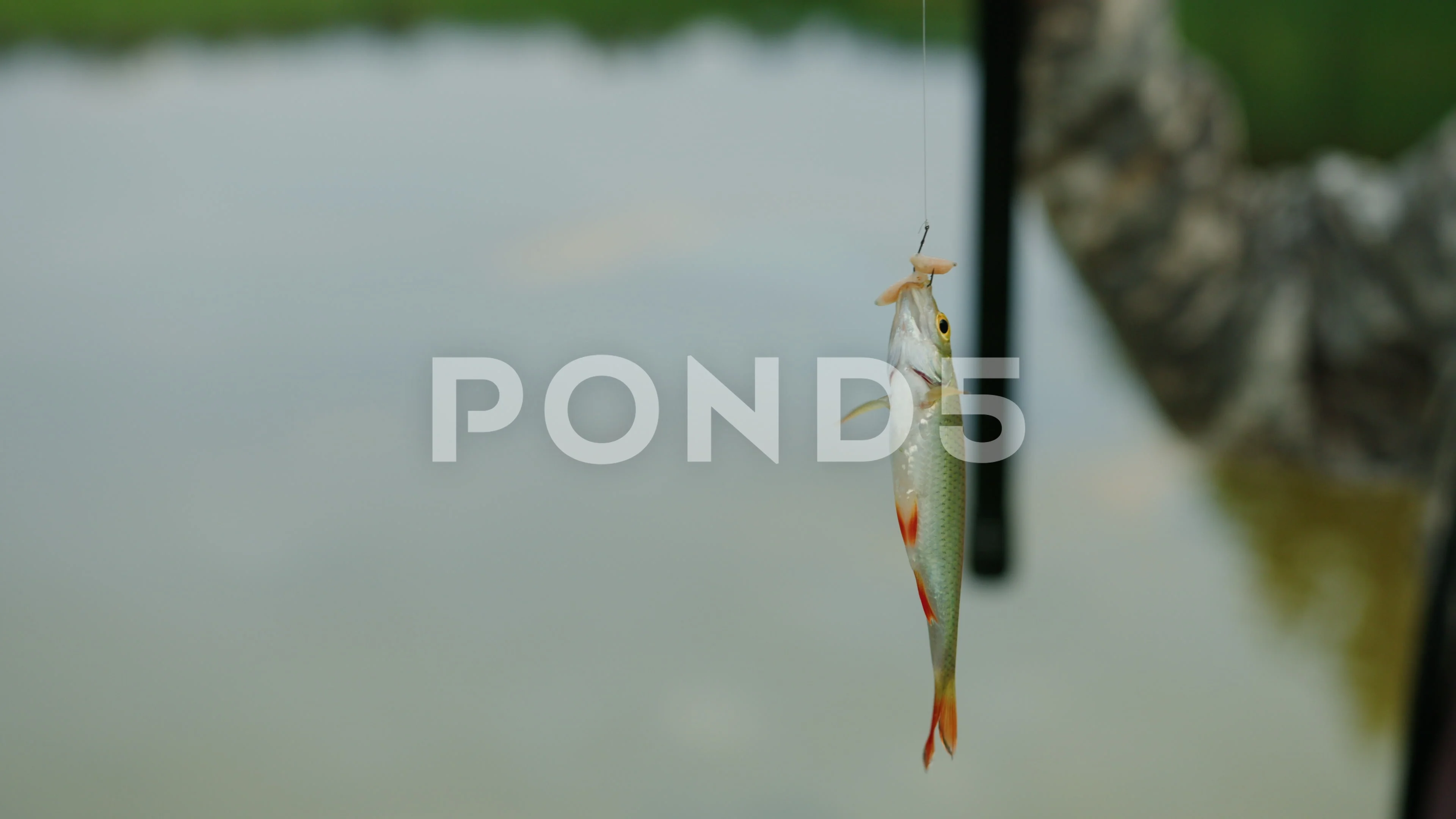 https://images.pond5.com/small-fish-hanging-fishing-line-footage-220207364_prevstill.jpeg