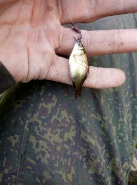  small fish hanging on a hook against the background of the fisherman's palm Stock Photos