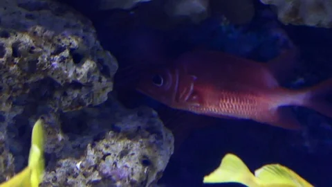 Small Fish Hiding Inside A Coral Stock Footage 72690542