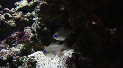 Small fish hiding for predators. 動画素材 50932159