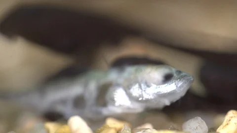 Small fish hiding in rocks Stock Footage 112661214